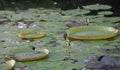 Victoria cruziana (Santa Cruz water lily) in pond