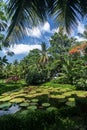 victoria giant water lily pond in tropical asian garden