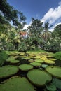 victoria giant water lily pond in tropical asian garden