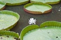 Victoria lotus flower in lake Royalty Free Stock Photo
