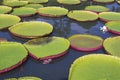Victoria lotus leaf It is the largest lotus flower that floats on the water surface Royalty Free Stock Photo