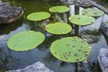 Victoria lotus leaf It is the largest lotus flower that floats on the water surface Royalty Free Stock Photo