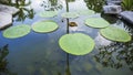 Victoria lotus leaf It is the largest lotus flower that floats on the water surface Royalty Free Stock Photo