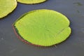 Victoria lotus leaf It is the largest lotus flower that floats on the water surface Royalty Free Stock Photo
