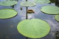 Victoria lotus leaf It is the largest lotus flower that floats on the water surface Royalty Free Stock Photo