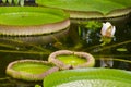Victoria regia Royalty Free Stock Photo