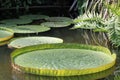 Victoria regia Victoria amazonica in the lake Royalty Free Stock Photo