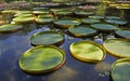 Victoria regia, Victoria amazonica, on lake, Rio Royalty Free Stock Photo