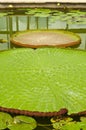 Victoria Regia Amazonica lotus. Royalty Free Stock Photo