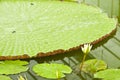 Victoria Regia Amazonica lotus. Royalty Free Stock Photo