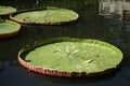 Victoria Regia - the largest water lily in the wor