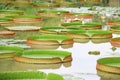 Victoria Regia - the largest water lily Royalty Free Stock Photo