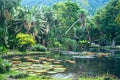 Victoria Regia - the largest water lily in the world Royalty Free Stock Photo