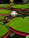 Victoria regia, Victoria amazonica, on lake, Rio Royalty Free Stock Photo