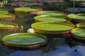 Victoria regia, Victoria amazonica, on lake, Rio Royalty Free Stock Photo