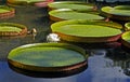 Victoria regia, Victoria amazonica, on lake, Rio Royalty Free Stock Photo