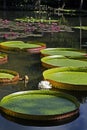 Victoria regia, Victoria amazonica, on lake, Rio Royalty Free Stock Photo