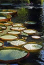 Victoria regia, Victoria amazonica, leaves on lake, Rio de Janeiro Royalty Free Stock Photo