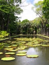 Victoria regia (water lily) in botanical garden Royalty Free Stock Photo