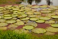 Victoria Regia, the world`s largest leaves, of Amazonian water lilies. Amazonas, Brazil Royalty Free Stock Photo