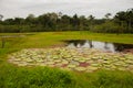 Victoria Regia, the world`s largest leaves, of Amazonian water lilies. Amazonas, Brazil Royalty Free Stock Photo