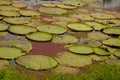 Victoria Regia, the world`s largest leaves, of Amazonian water lilies. Amazonas, Brazil Royalty Free Stock Photo