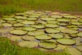 Victoria Regia, the world`s largest leaves, of Amazonian water lilies. Amazonas, Brazil Royalty Free Stock Photo