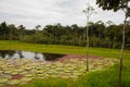 Victoria Regia, the world`s largest leaves, of Amazonian water lilies. Amazonas, Brazil Royalty Free Stock Photo