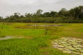 Victoria Regia, the world`s largest leaves, of Amazonian water lilies. Amazonas, Brazil Royalty Free Stock Photo