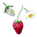 Victoria. Strawberry watercolor illustration. Botanical berry with a flower on a white background. Hand drawn fresh