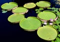 Victoria Water Lilies/Giant Water Platters Royalty Free Stock Photo