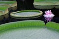 Victoria Water Lily - Amazonica Royalty Free Stock Photo
