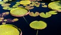 Victoria water lily pads in a pond Royalty Free Stock Photo