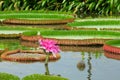 The Victoria waterlily Royalty Free Stock Photo