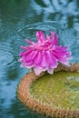 Victoria waterlily Royalty Free Stock Photo