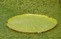 Victoria waterlily floating on lake in garden