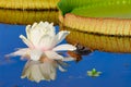 Victoria Waterlily Flower