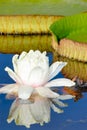 Victoria Waterlily Flower and Leaf Royalty Free Stock Photo