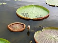 Victoria waterlily or Lotus flower with green leaves Royalty Free Stock Photo