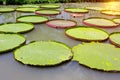 Victoria waterlily in the pool,Green leaves pattern Royalty Free Stock Photo