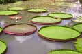 Victoria waterlily in the pool,Green leaves pattern Royalty Free Stock Photo