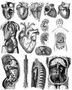 Victorian anatomical drawings of human body parts Royalty Free Stock Photo