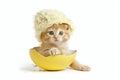 victorian dressed yellow kitten coming out from a cracked easter egg Generative AI Royalty Free Stock Photo