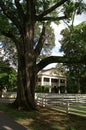 Victorian Home Framed by Large Tree Royalty Free Stock Photo