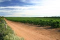 Victorian vineyard Royalty Free Stock Photo