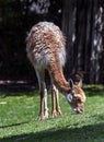 Vicugna grazing on the lawn 1 Royalty Free Stock Photo