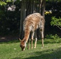 Vicugna grazing on the lawn 1 Royalty Free Stock Photo