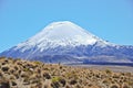 Vicugna in Lauca national Park in Chile Royalty Free Stock Photo