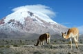 Vicugna. stratovolcano Chimborazo, Cordillera Occidental, Andes, Ecuador