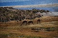 vicugnas in Lauca national Park Royalty Free Stock Photo